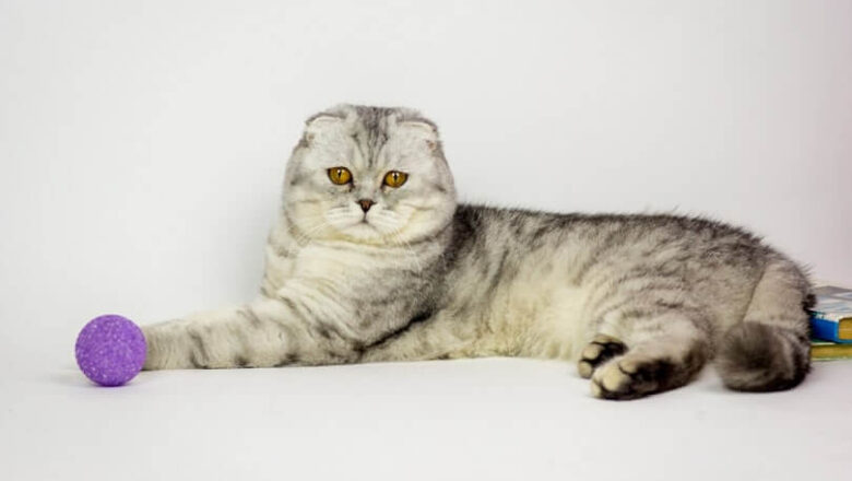  Scottish Fold Kedilerinin Renkleri Nelerdir?