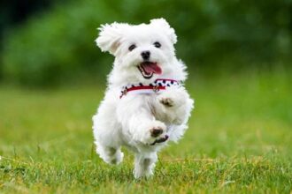 0 Numara Maltese Terrier Özellikleri