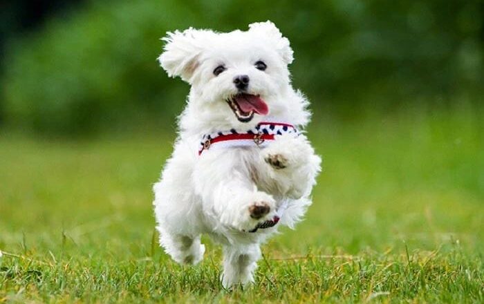  0 Numara Maltese Terrier Özellikleri