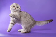 Scottish Fold 2025 Sahiplenme Fiyatları