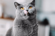 British Shorthair Kediler Nasıl Beslenmeli: Kedi Besleme İpuçları