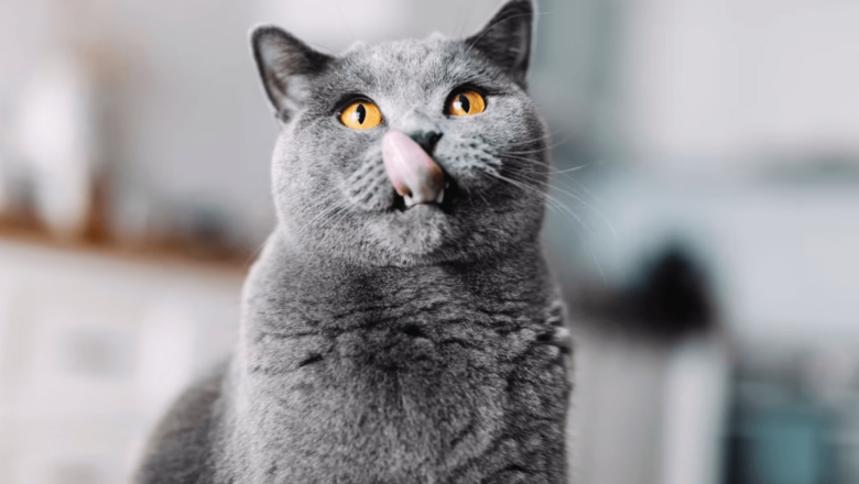  British Shorthair Kediler Nasıl Beslenmeli: Kedi Besleme İpuçları