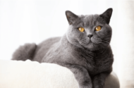 British Shorthair Kedilerinin Kökeni