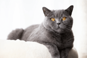 British Shorthair Kedilerinin Kökeni