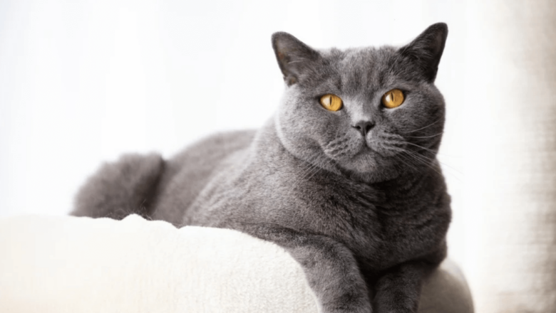  British Shorthair Kedilerinin Kökeni