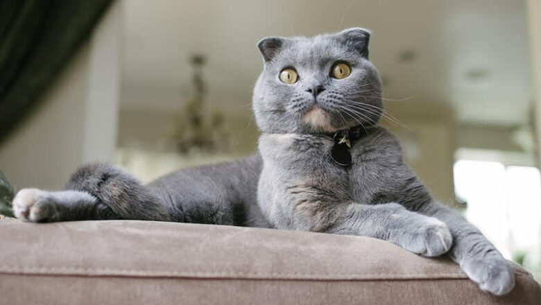  Scottish Fold Kedileri Diğer Kedilerle Anlaşabilir Mi?