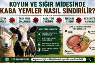 Koyun ve Sığır Midesinde Kaba Yemler Nasıl Sindirilir?